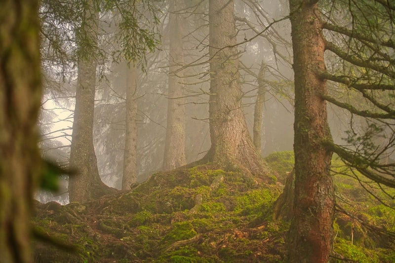 Majestic Forest